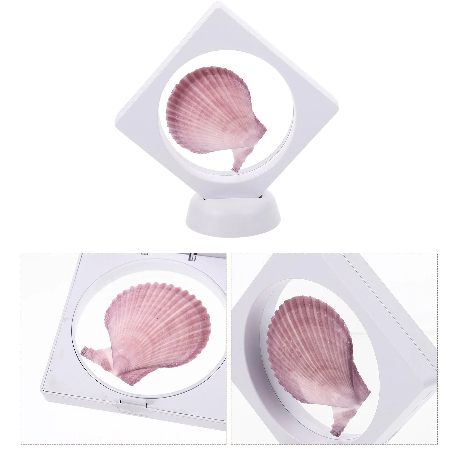 

Shell Sea Nautical Conch Figurines Decorations Beach Home Mini Figurine Shells Sign Ham West Party Life Ocean Seaside Decoration