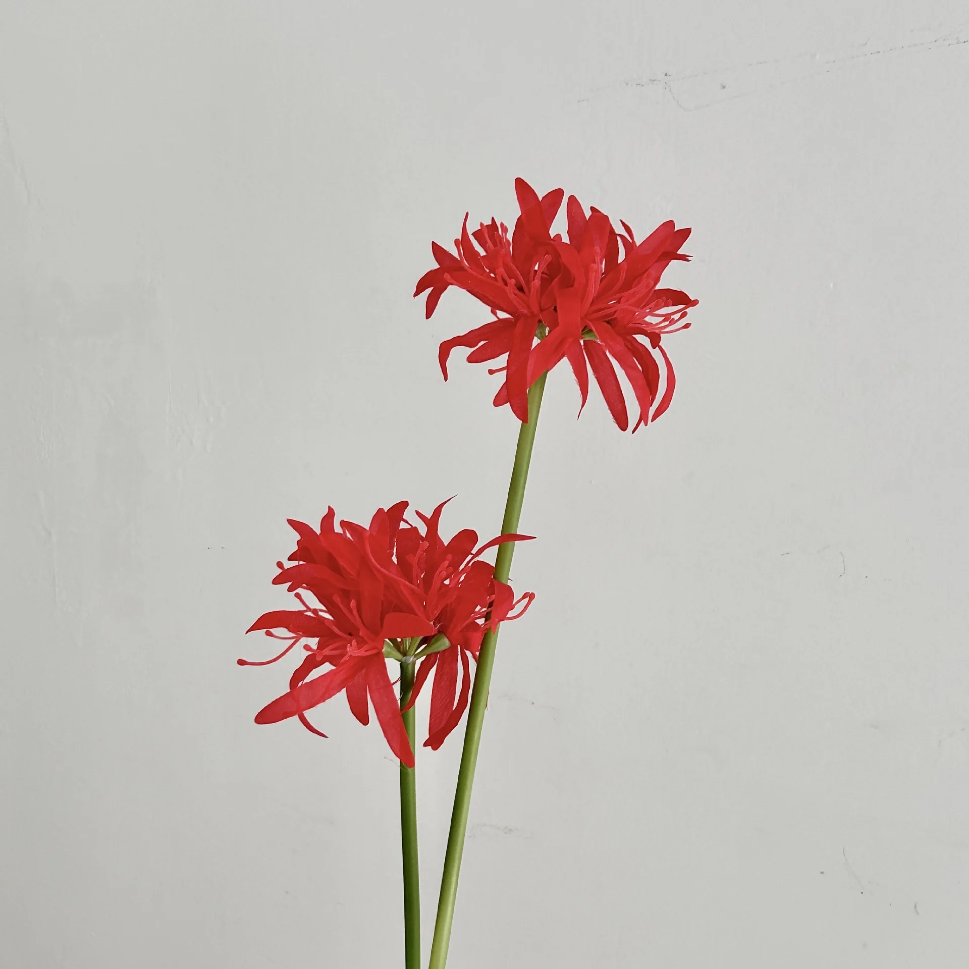 

Искусственные красные лилии паук 2 штуки