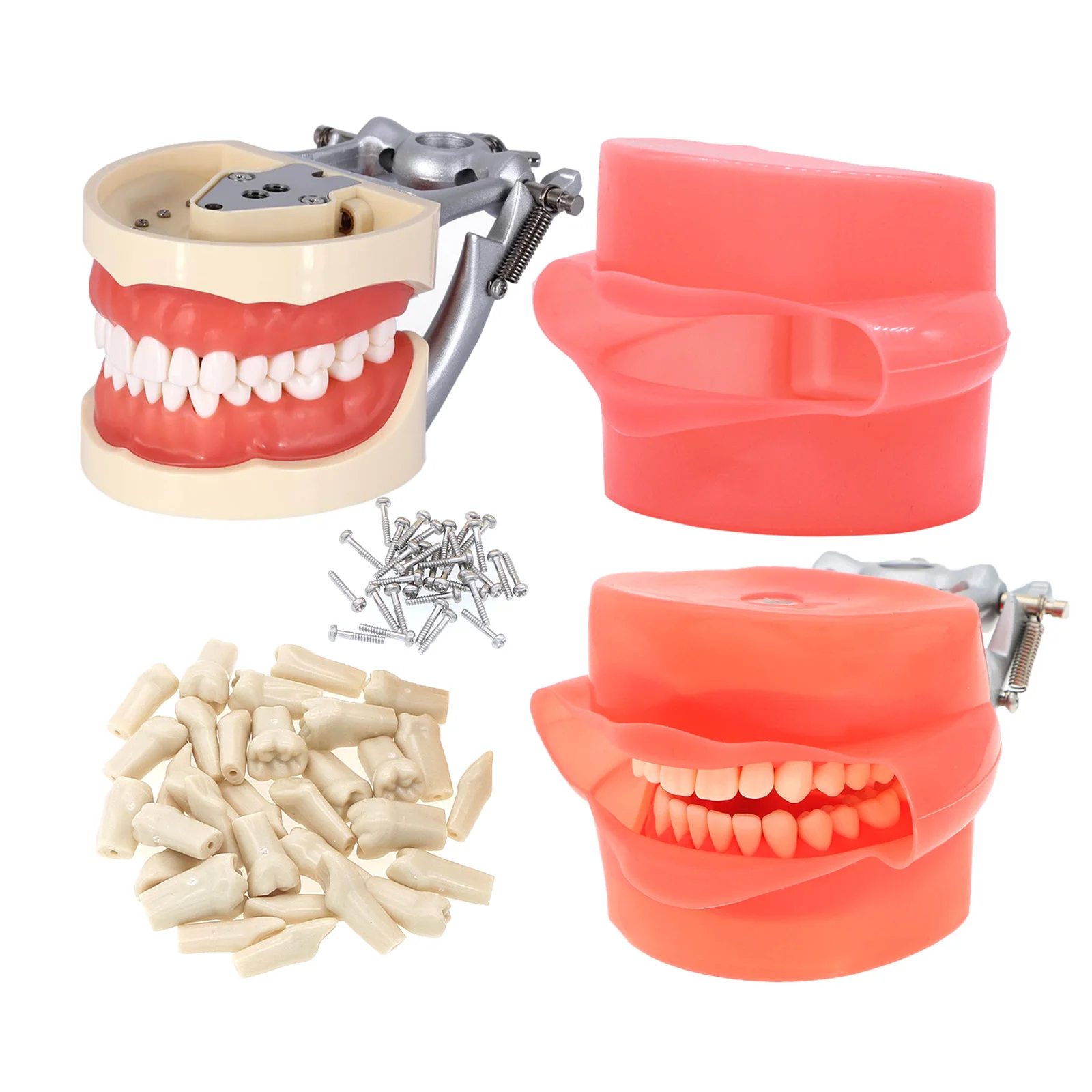 

Стоматологическая модель для обучения ротовой полости, модель зубов kildassin 500, модель типоне, съемная модель 32 шт., имитация зубов, щек