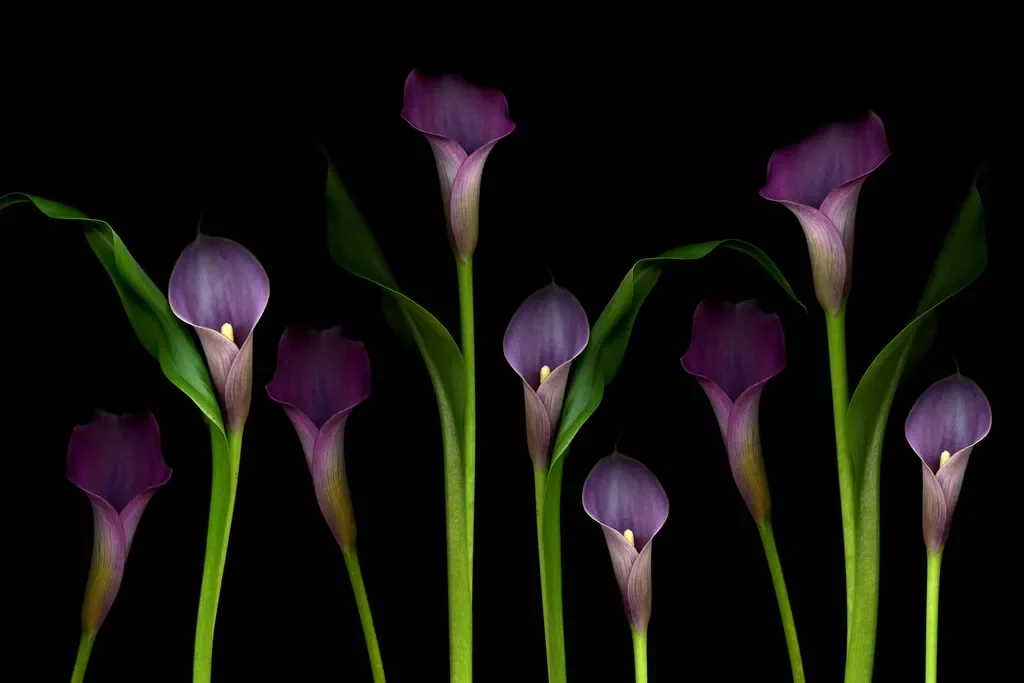 Шелковый плакат для домашнего декора с изображением фиолетовых каллы лилии