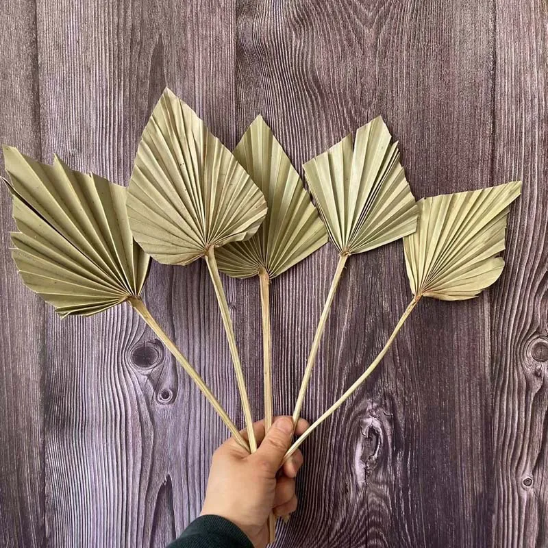 9~12*35CM,5PCS Dried Natural Flowers Mini Palm Leaves In Different Shapes,Dry Palm Fan,DIY Wedding Party Decorations,Home Decor