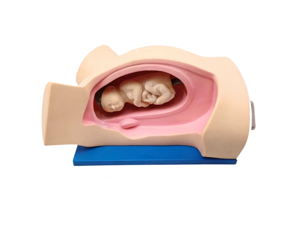 Аппарат для труда и доставки обучающая модель инструкционный симулятор родов