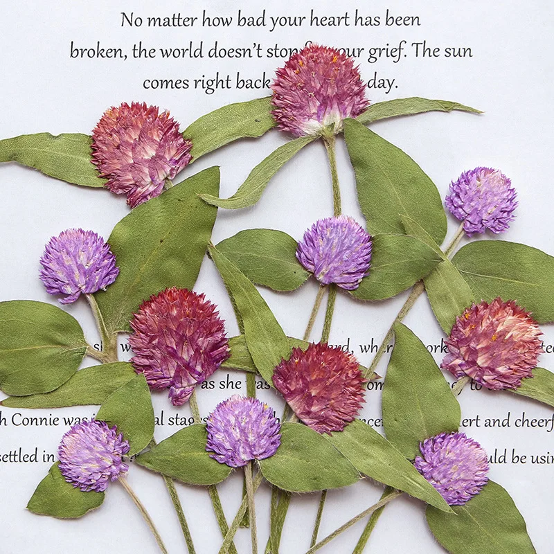 

60pcs Pressed Dried Gomphrena globosa L Flower Herbarium For Resin Epoxy Jewelry Card Bookmark Frame Phone Case Makeup Lamp