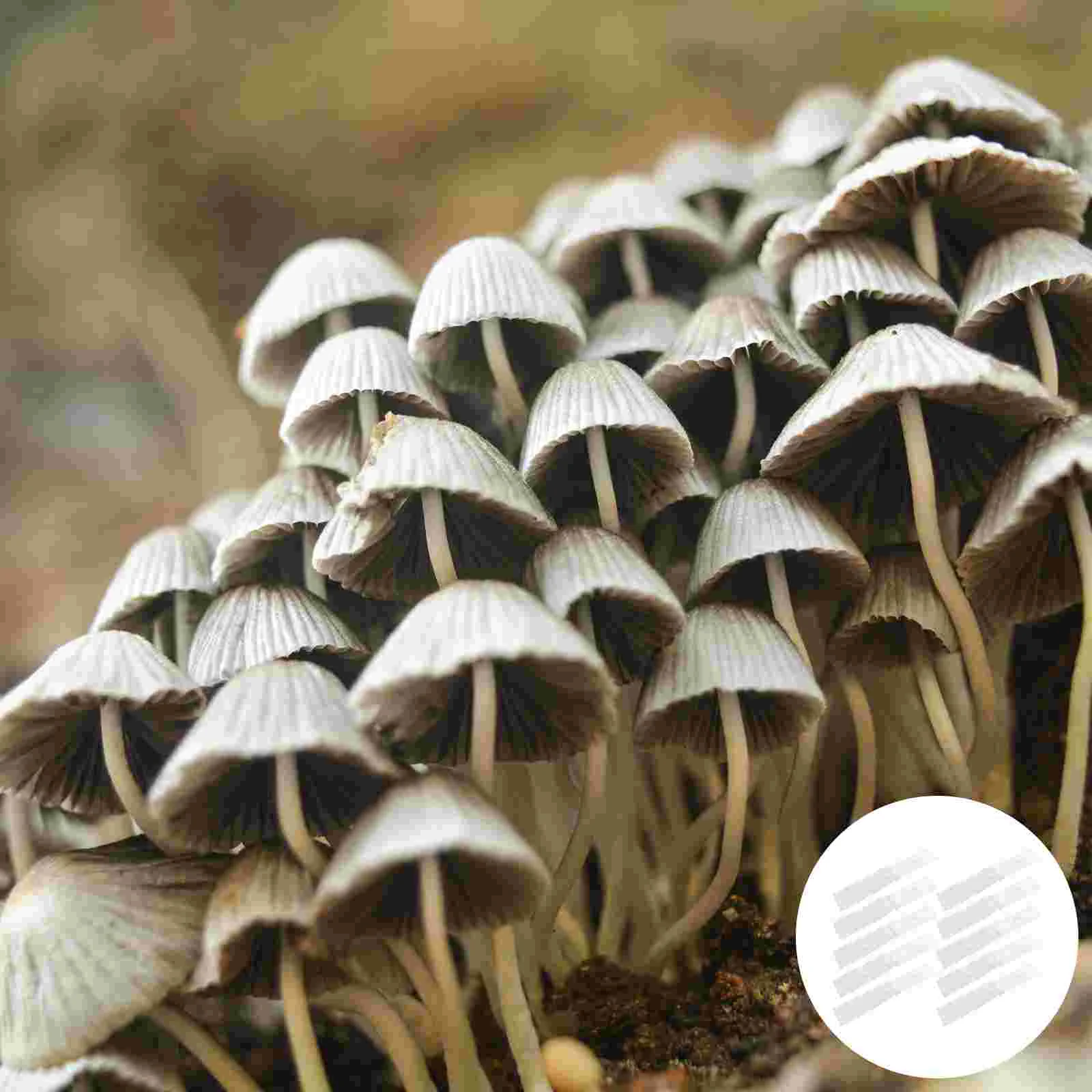 

10 Pcs Edible Mushroom Bag Garden Supply Growing Bags Sealable Plastic Vacuum Nursery Dioxide Booster