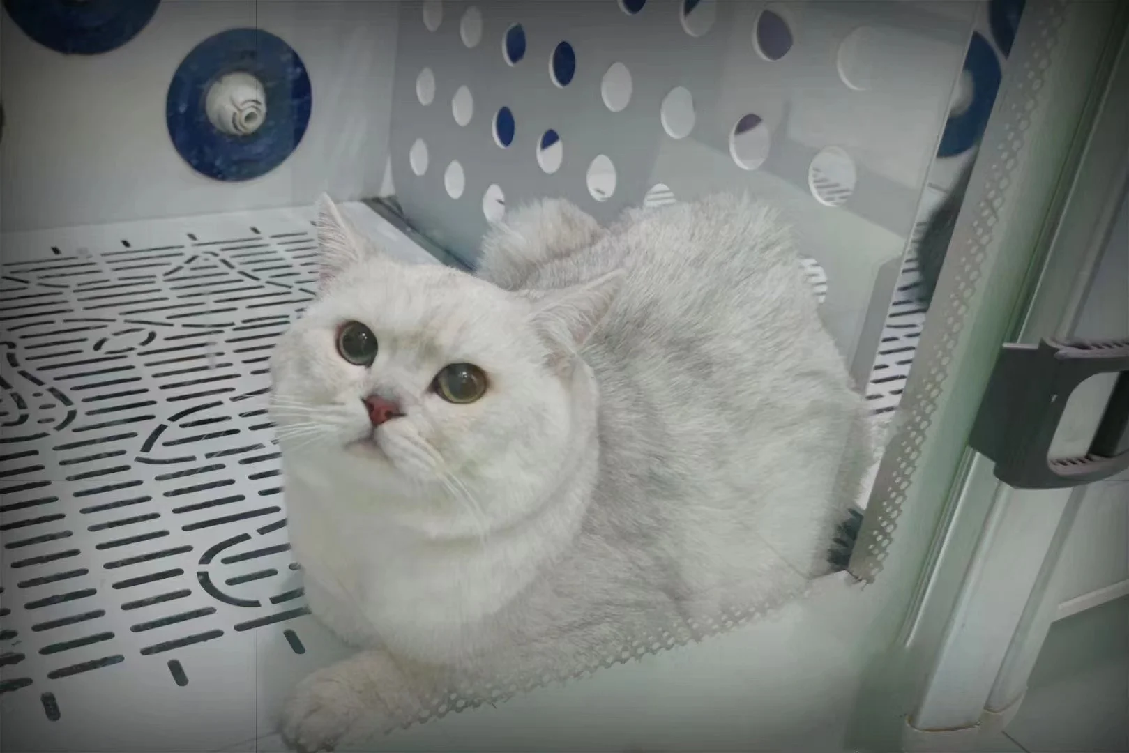 TOPVETMED Высококачественная интеллектуальная автоматическая машина для сушки