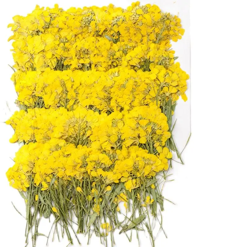 

Rape On Stems Flower Dried Pressed Flower For Acrylic Gems Decoration Free Shipment 120Pcs