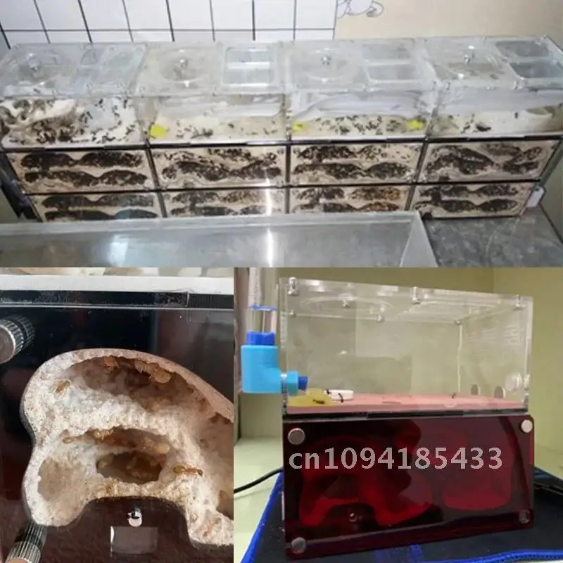 Ферма бетонных муравьев интеллектуальный контроль температуры гнездо