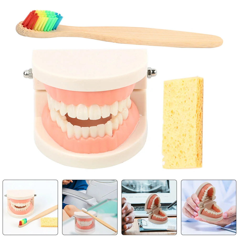 

Adult Teeth Model Oral Education Tooth Models Kids Educational Dentures Teaching Brushing Dental Care Fake Standard Kit