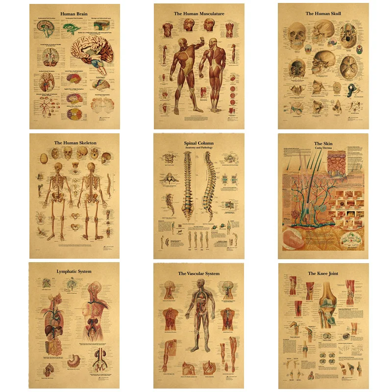 

Human Anatomy Poster Body Structure Skeleton Nervous System Vintage Poster Wall Stickers Vintage Kraft Paper Decor Painting