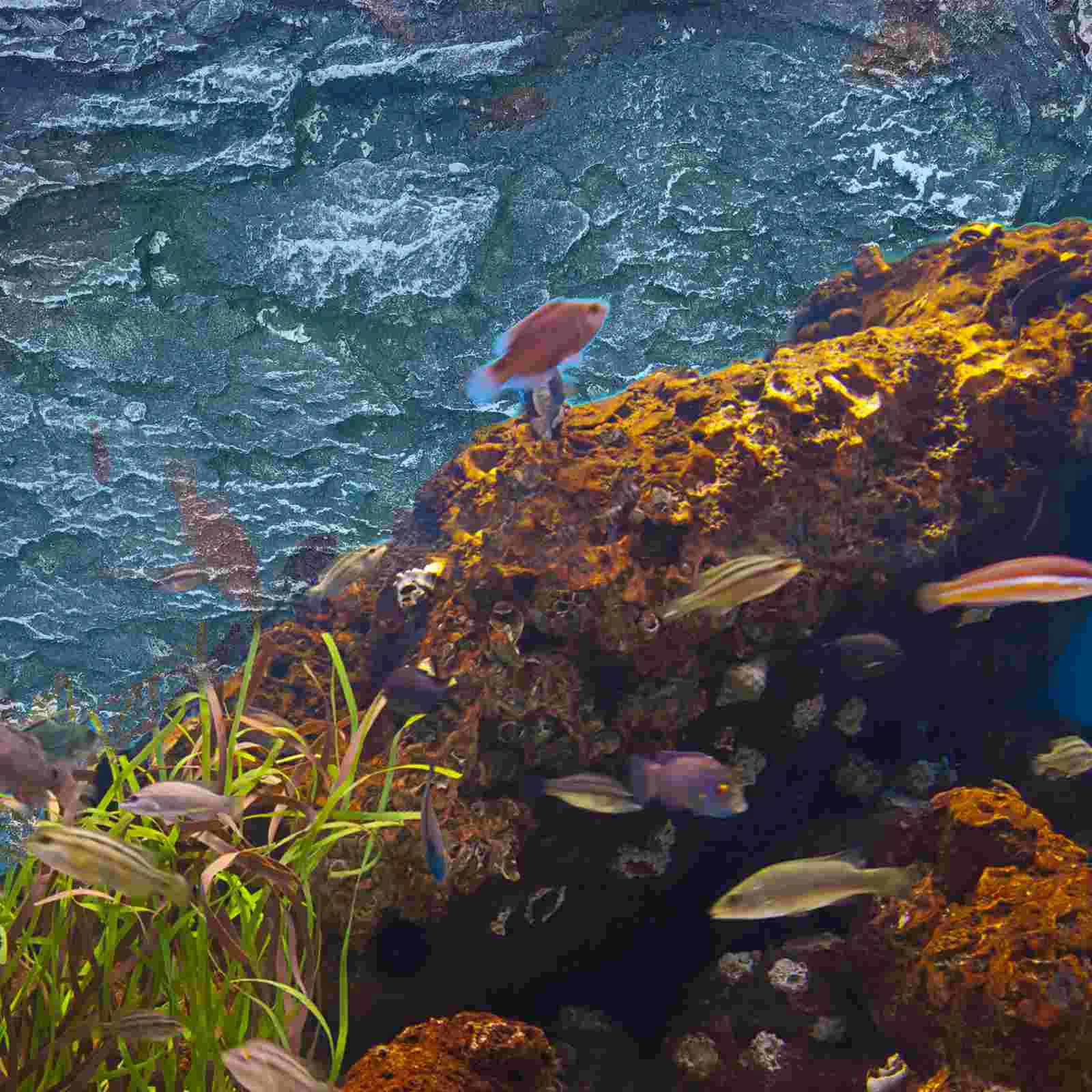 Фон рок-рептилия резервуар фоны животные декоративный террариум змея 3d аквариум