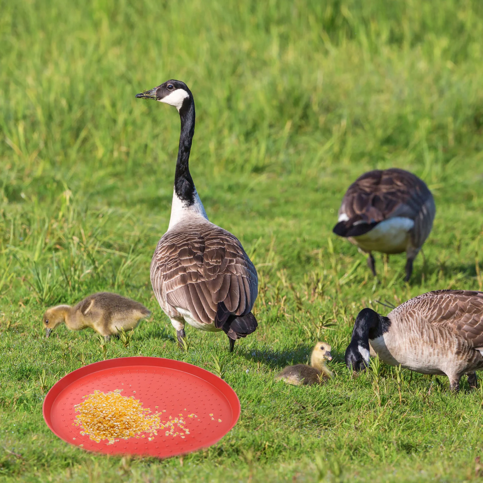 3 шт. аксессуары для продуктов питания птицы стартовая пластина курицы лотки