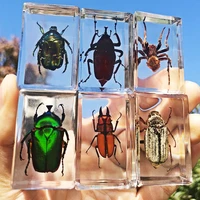 real insect specimens kindergarten teaching small ornaments ornaments observation toys resin animals scorpions spider beetles