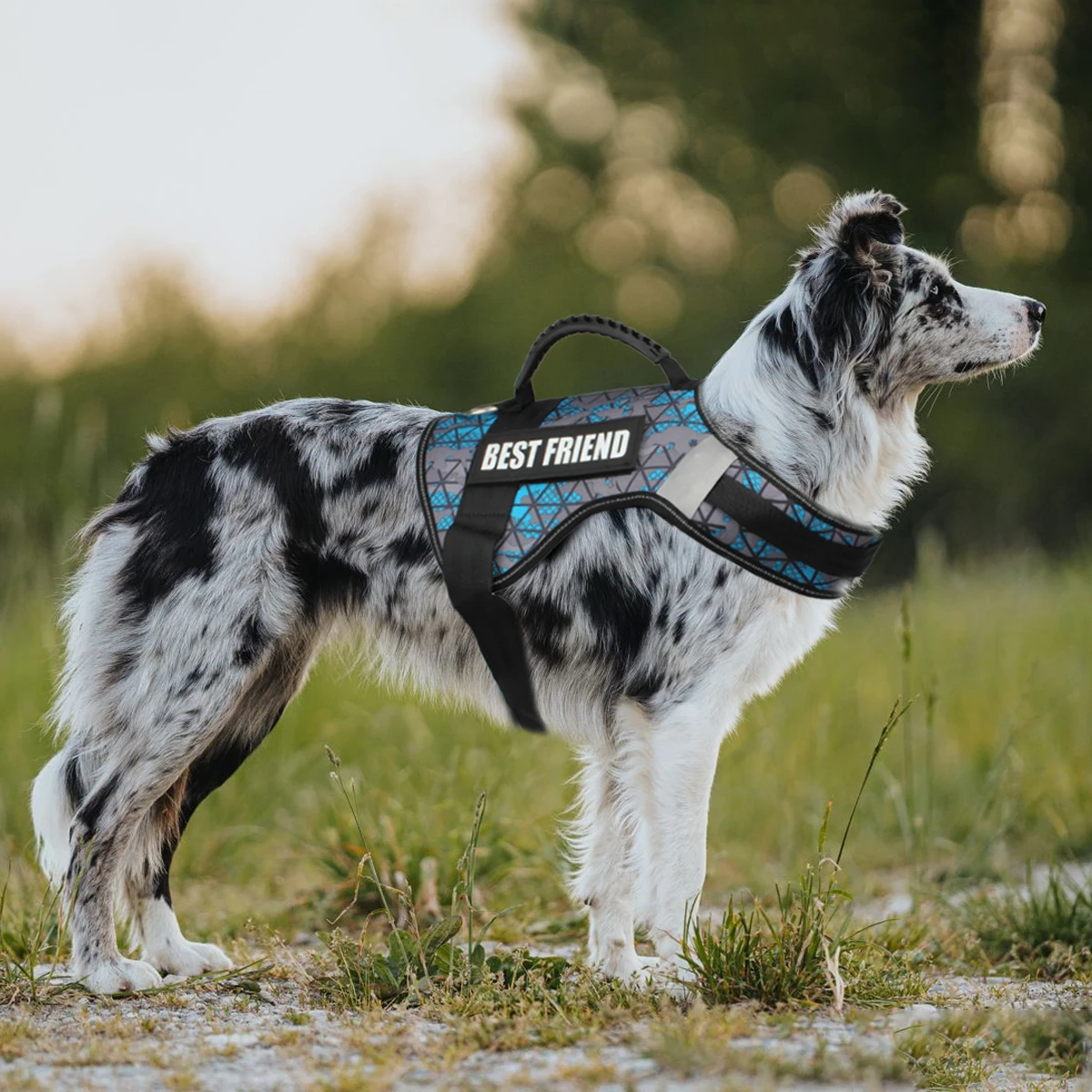 Пользовательские идентификационные бирки для собак шлейки имя домашнего