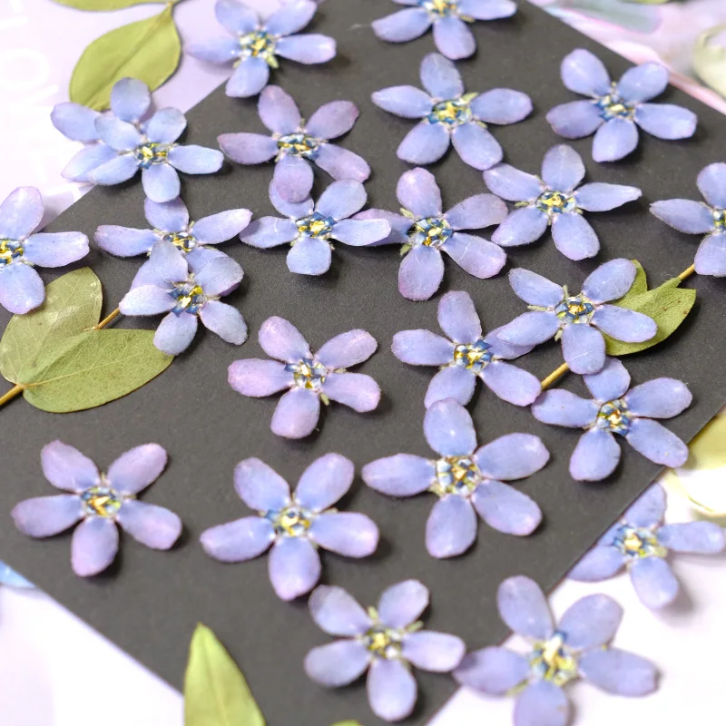 12 шт./2-3 см синяя звезда Амсонии прессованная цветочная голова сухой цветок чехол