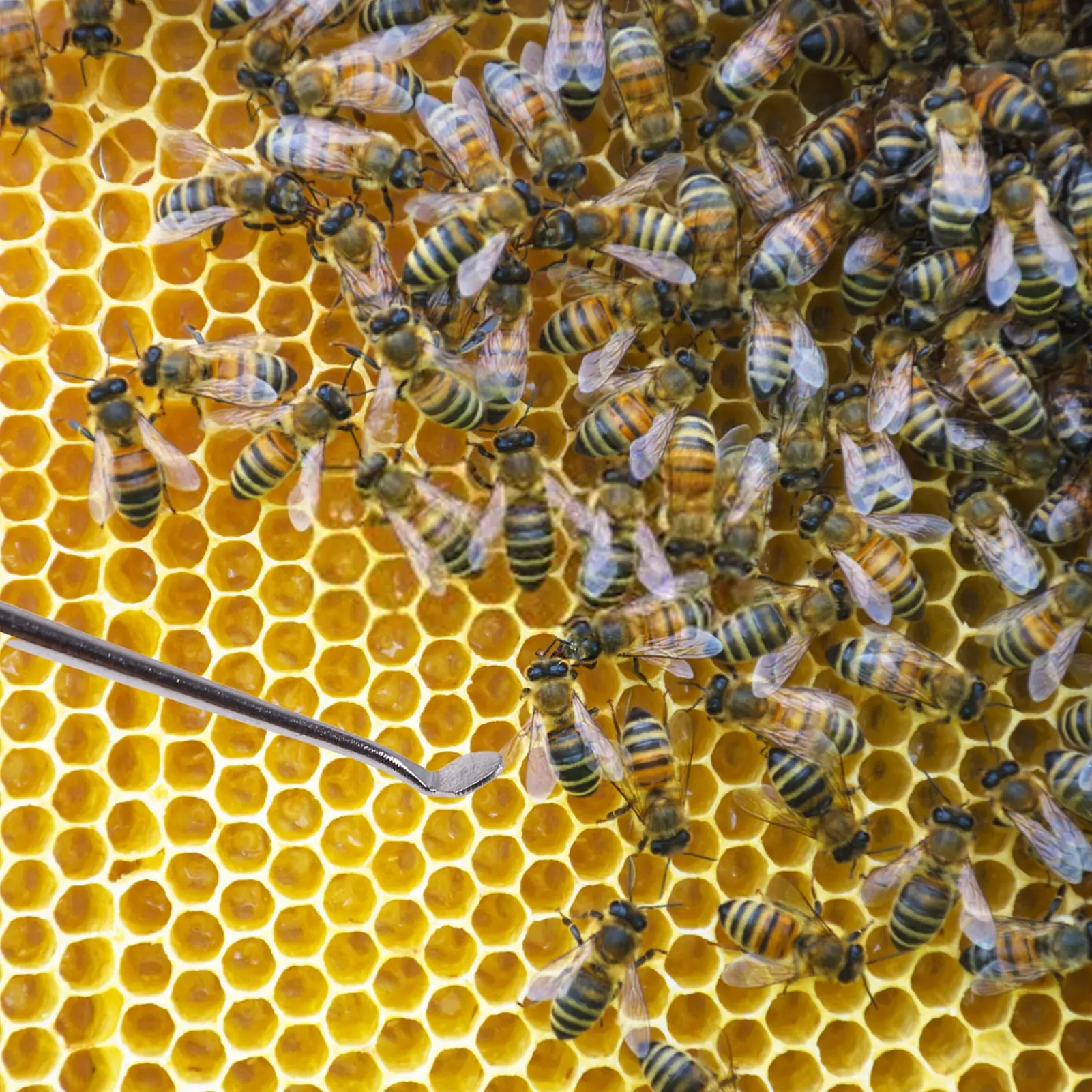 

Queen Bees Transferring Needle Beekeeping Grafting Tools Double Heads Hive Shift Supplies For Queen Bees Rearing
