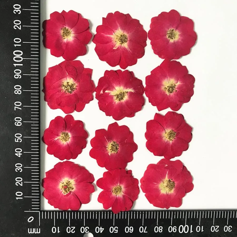 60 шт прессованный высушенный китайская роза/Листовые растения гербарий для