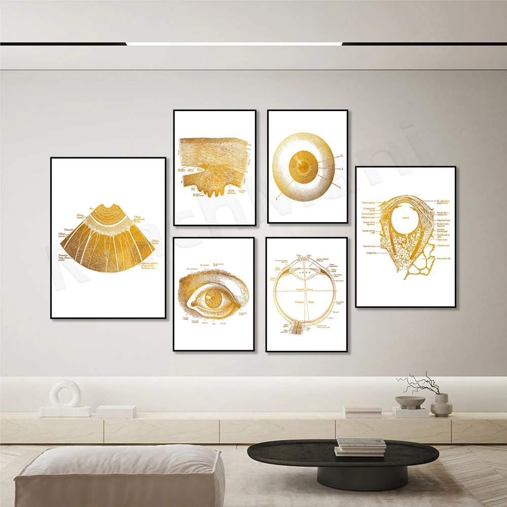 Офтальмологическая Анатомия глаз оптометрическая Постер оптометрии-искусство