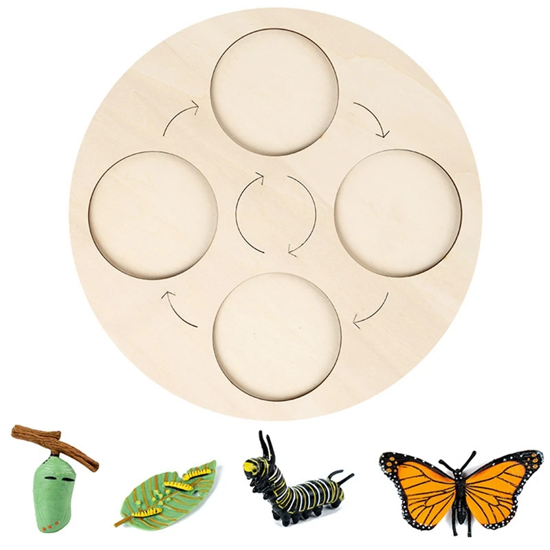 

-New Butterfly Life Cycle Board Set Lifestyle Stages Kids Teaching Tools Animal Growth Cycle Educational Toys