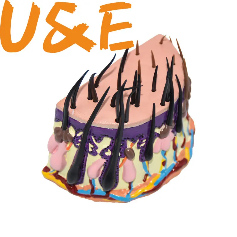 

Процесс роста волос, волосяные фолликулы, увеличение анатомии кожи человека