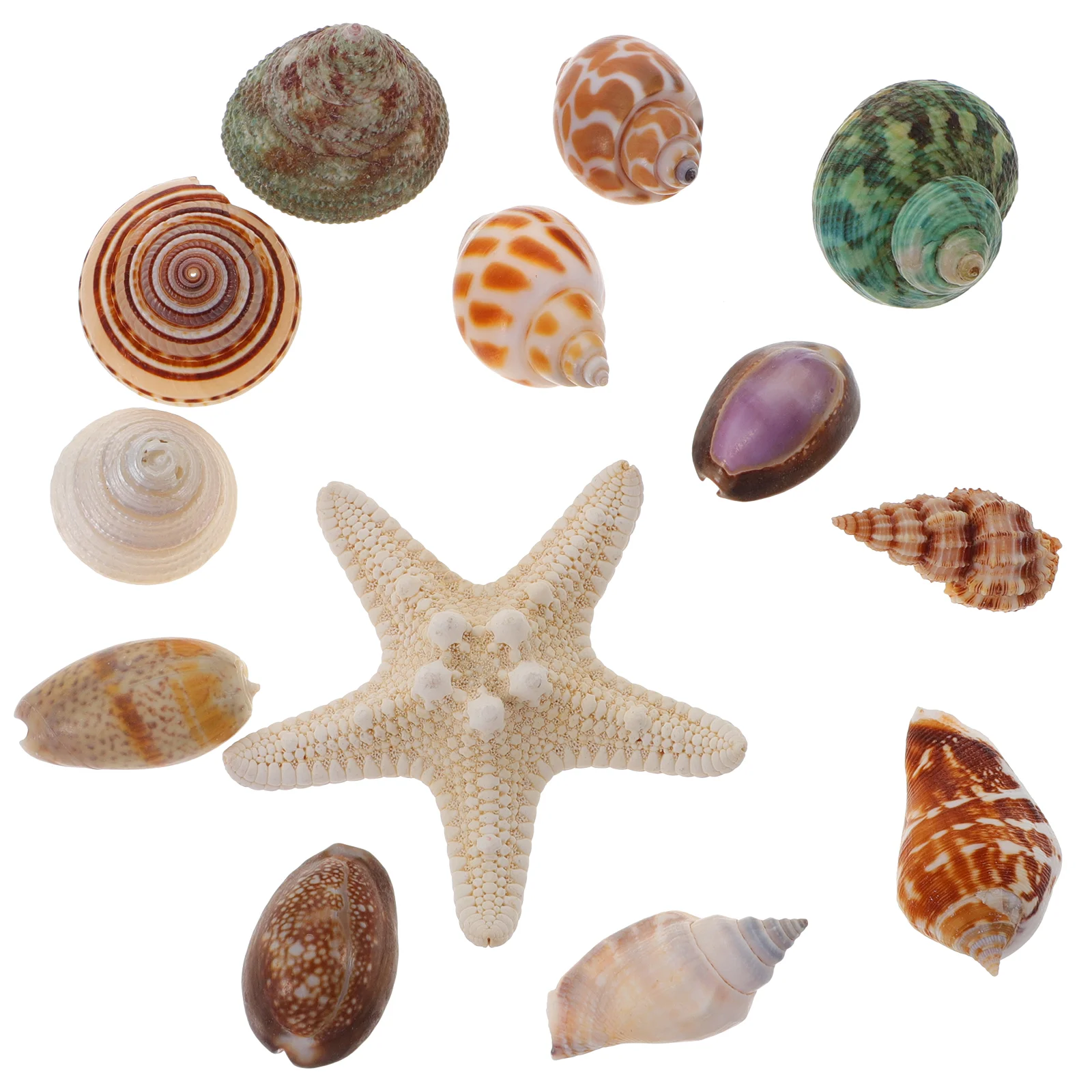

13 Pcs Aquarium Conch Ocean Jewelry Natural Shells Decor Fish Tank Landscaping Decor Natural Fish Tank Decorations