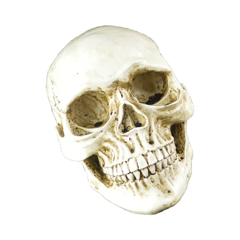 

1Pc Skeleton Figurine Head Model Adornment Garden Decor