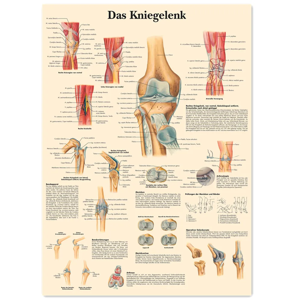 Винтажный плакат анатомии колена LOSICOE