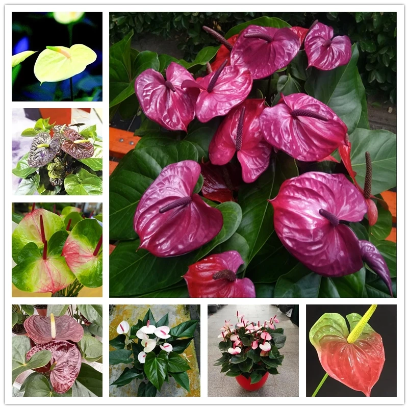 

Ароматные ароматические благовония в виде Anthurium, цветы, искусственные благовония, 30 шт.