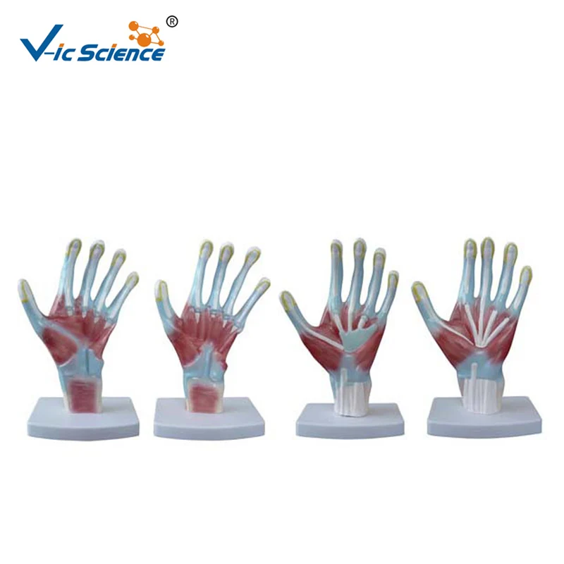 Medical Education Advance Palm Anatomy Hand Model