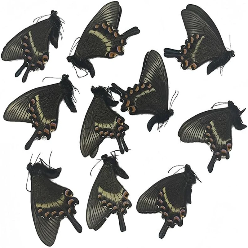 

Образцы бабочек, 10 шт.