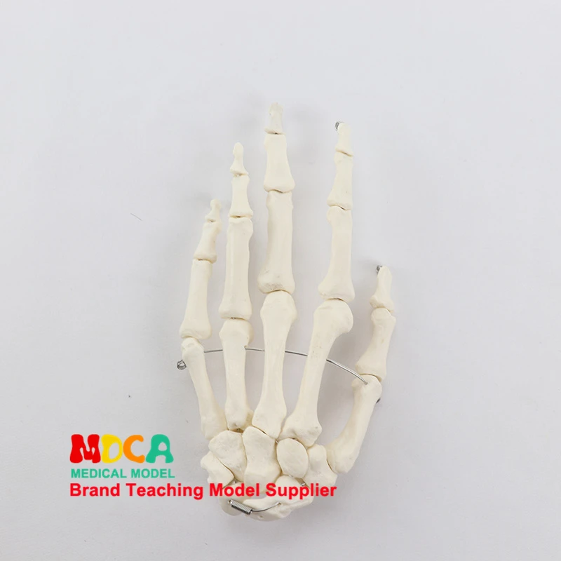 

Анатомическая модель руки MDCA