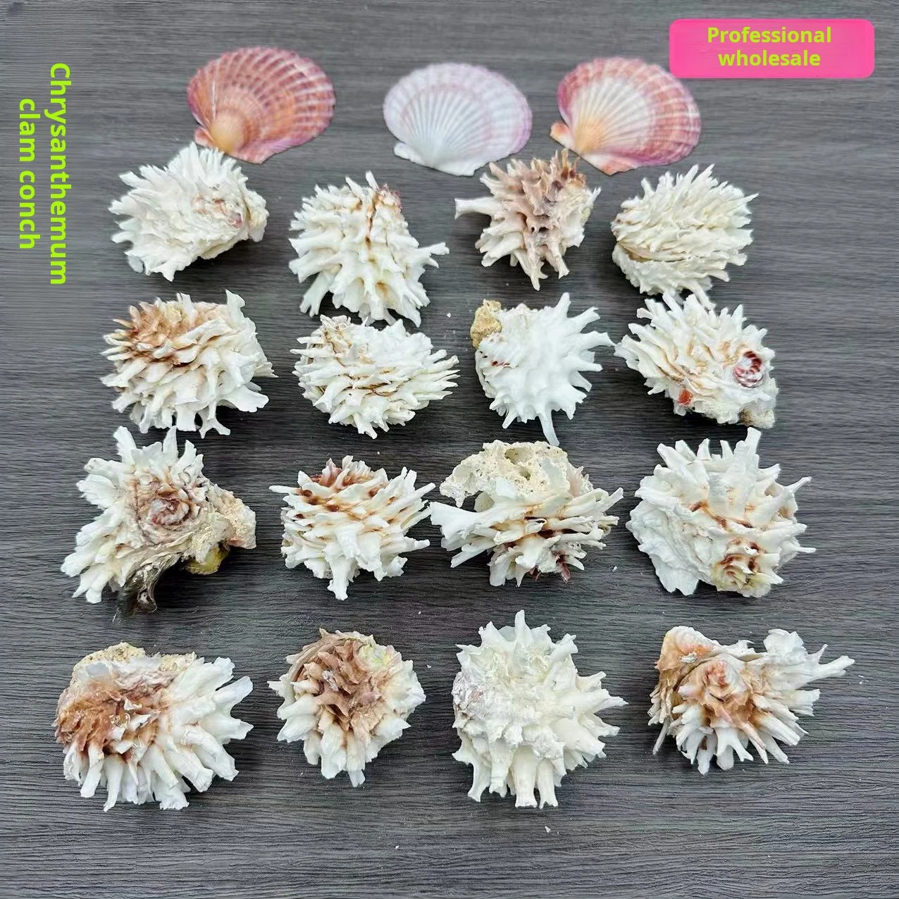 

Коллекция раковин и ракушек