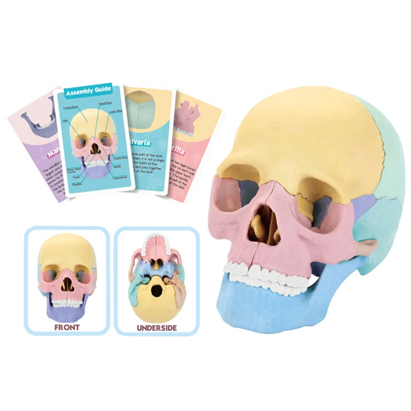 

Модель черепа Монтессори со съемной головой 4D для анатомии человека, сборная Головоломка «сделай сам» для начальной школы, строительные пособия