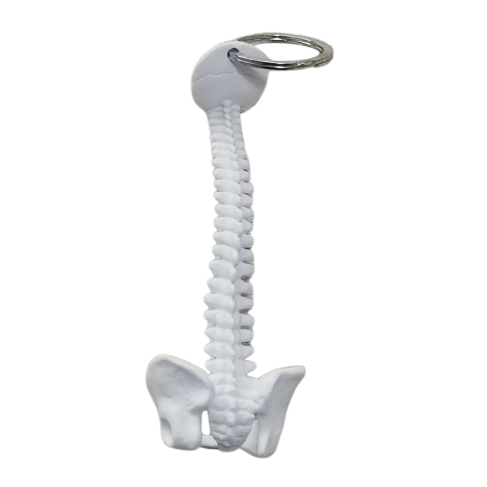 

Biology Classroom Study Tools Human Spine Skeleton Keychain, Mini Medical Model 9.5 x 4cm, Key Ring Diameter 2.5cm