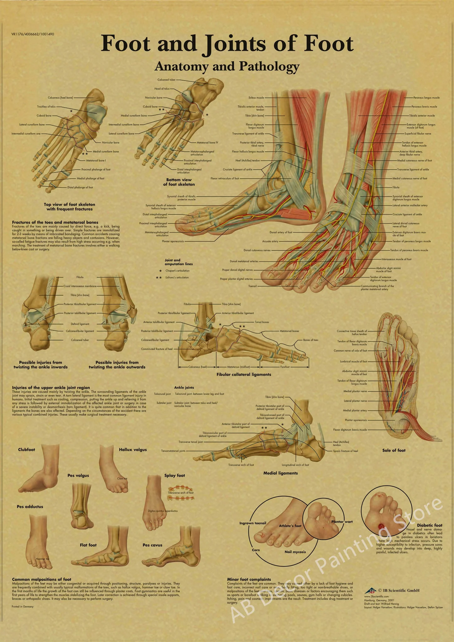 Анатомия и физиология, плакат из крафт-бумаги карл густав врангель книга о лошади настольная книга для каждого владельца и любителя том 1 анатомия и физиология лоша