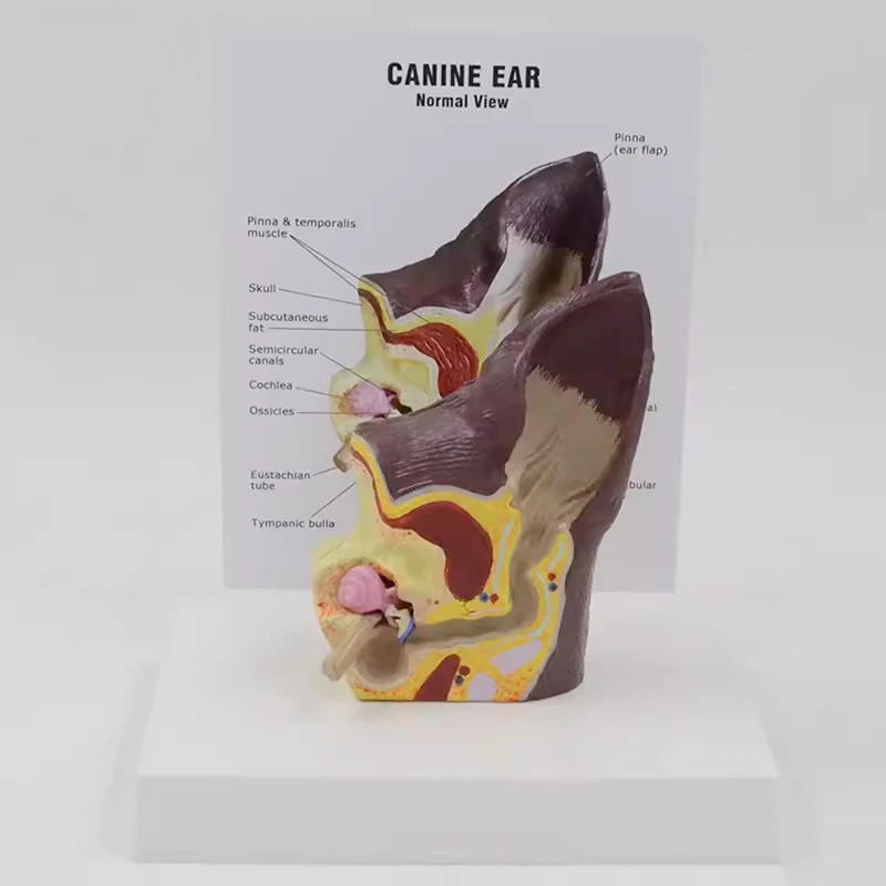 Модель анатомического животного для собак и ушей ветеринарные медицинские