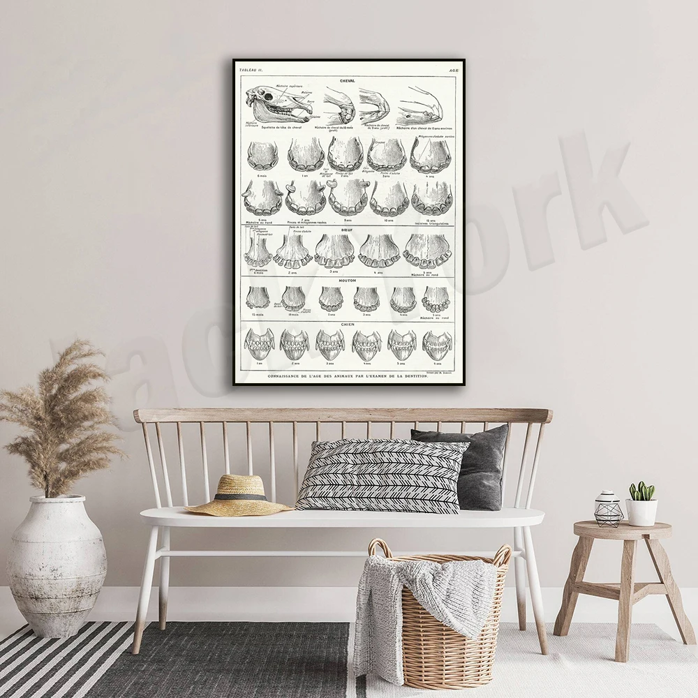 Антикварный принт зубов животных из 1924 года. Эпоха лошадей собак крупного