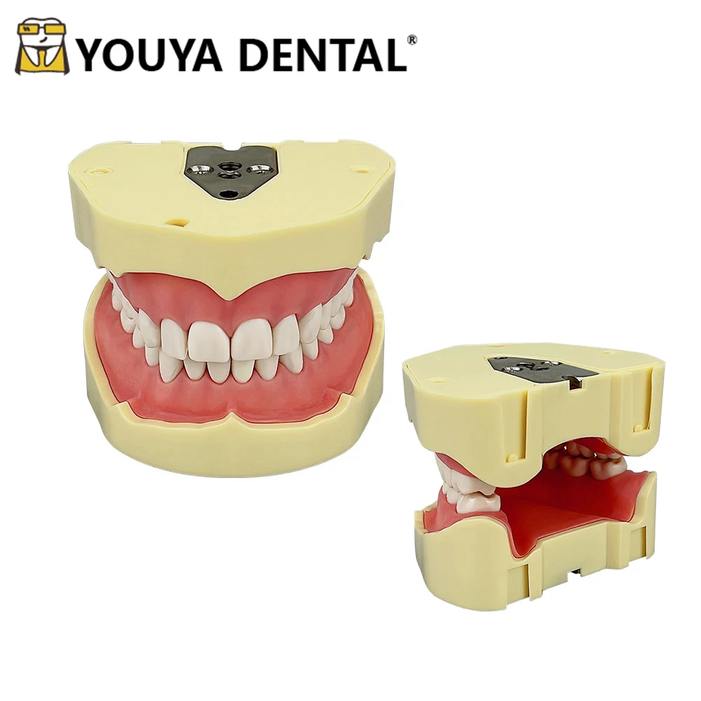 

Стандартная модель для обучения стоматологии, модель со съемными зубьями, 28 зубьев, модель зубьев для зубного техника, изучающая обучение