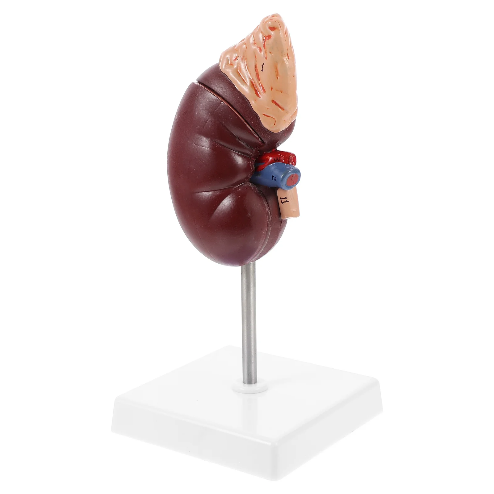 

Kidney Model Human Anatomical Suppliessimulation Examination Biology Heart Teaching Tool Chart The Educationaltools Learning
