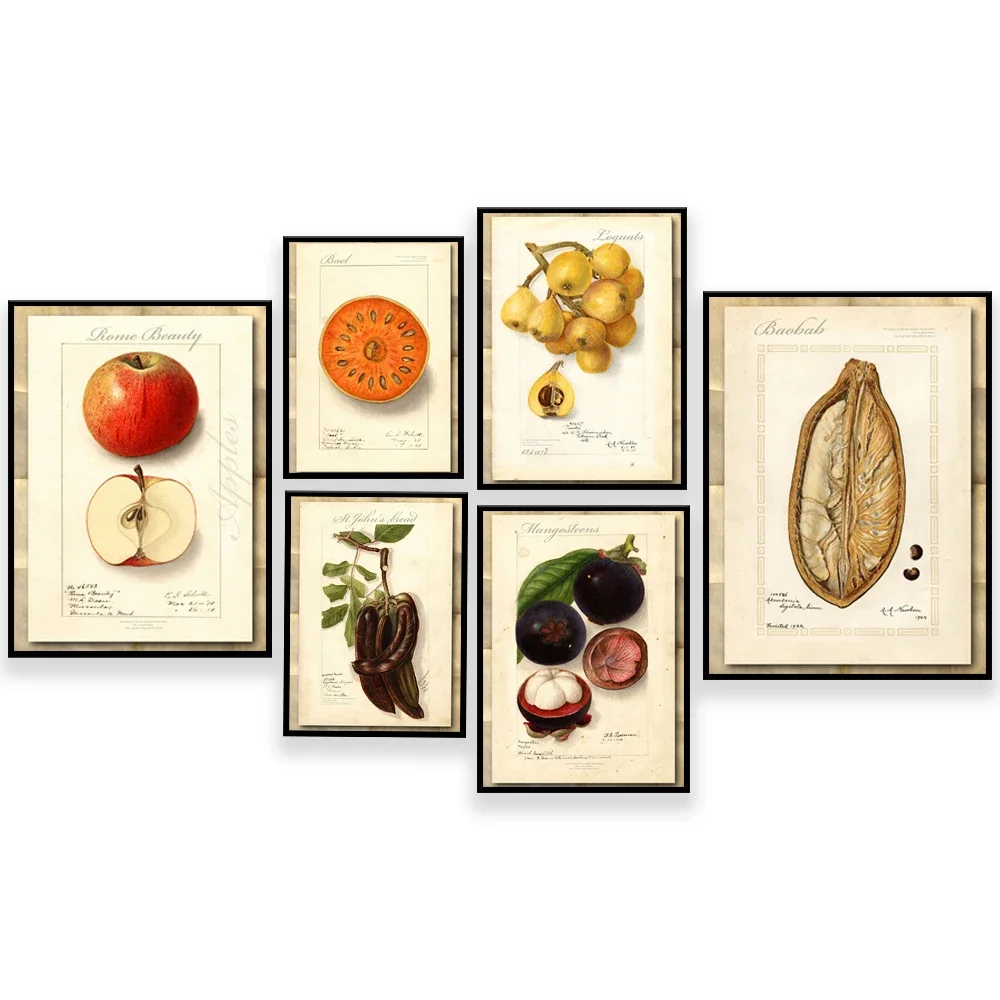 Vintage Watercolor Apple Loquat Mangosteen Baobab Canvas Print Poster Botanical Art Antique Picture Wall Decor Gift