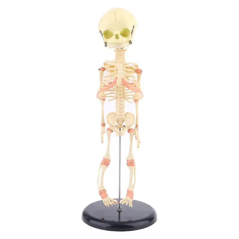 

Single for Head Baby Skull Human Research Model Skeleton Anatomical Brain Anatomy Teaching Study Display