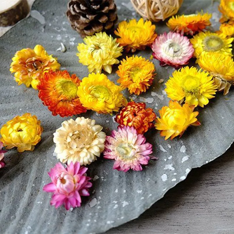 

25/pcs，50pcs/lot Immortal flower chrysanthemum head Yellow, pink, blue, white mixed The flower head size is about 2-4cm