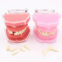 dental soft gum standard model with all removable teeth 4004 01 dental study teaching tooth model 28pcs tooth dentist lab