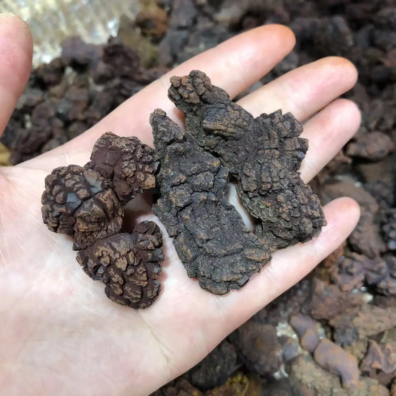 Фото 1 кг COPROLITE окаменелостированный образец какашек динозавра ископаемый Мадагаскар №2