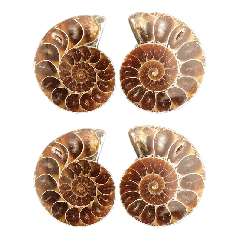 

2 Pair Half Cut Natural Ammonite Shell Jurassic Fossil Specimen Madagascar 3-4Cm