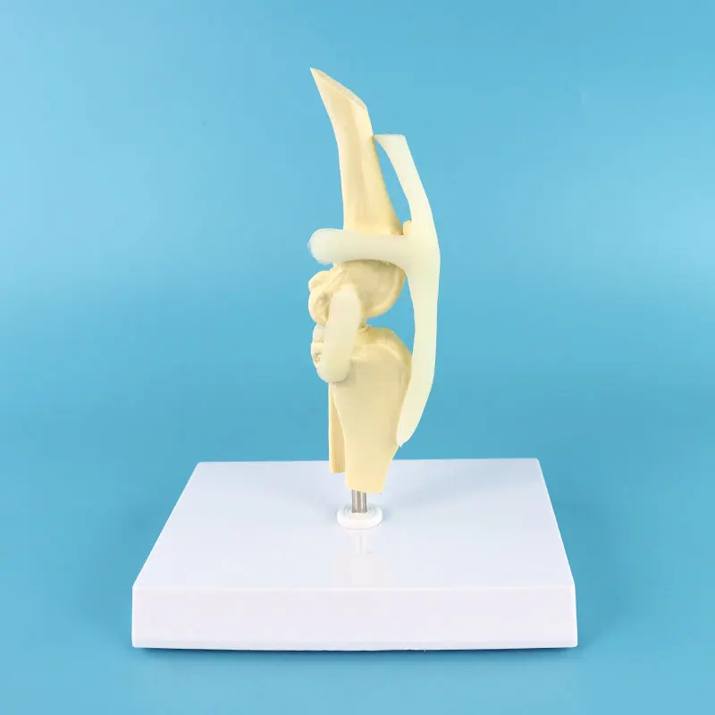 

Dog knee joint model Dog skeleton model Pet dog knee model