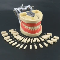 dental typodont model with removable screw in teeth kilgore nissin 200 type 8012 32 teeth