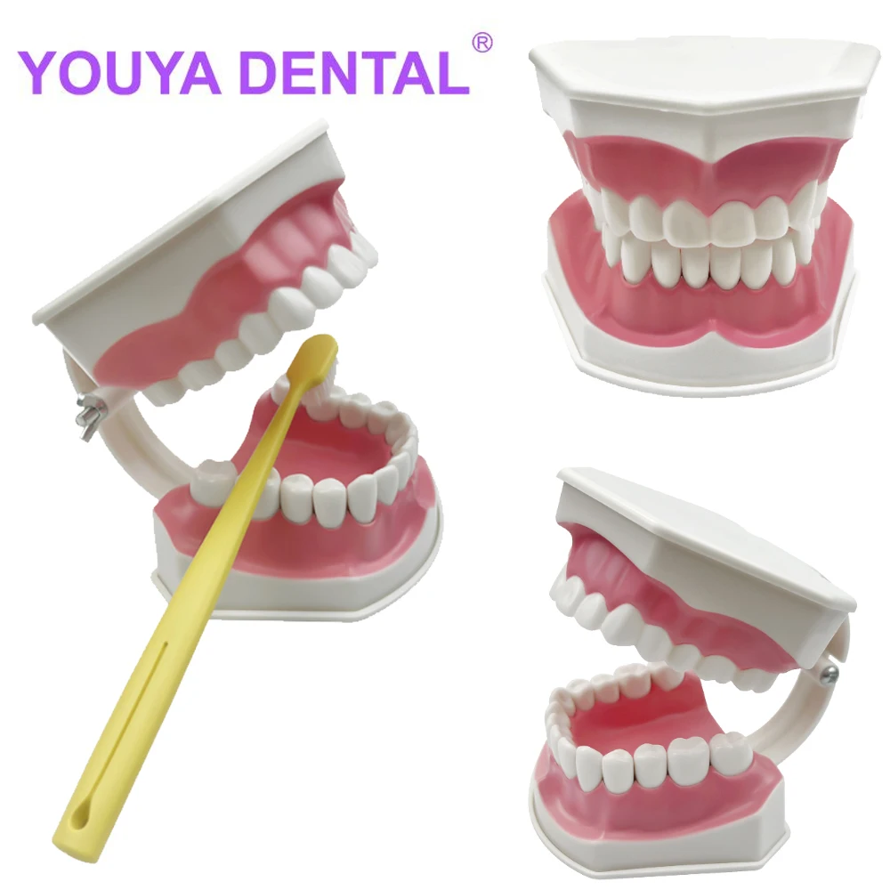 

Standard Dental Tooth Model for Brushing Teeth Teaching Demonstration and Practice Dentist Children's Study Brushing Tooth Model
