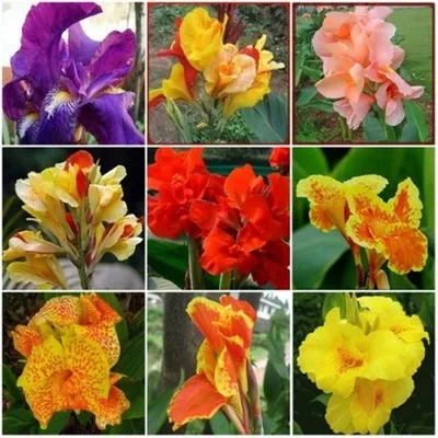 

10PCS " Canna indica "