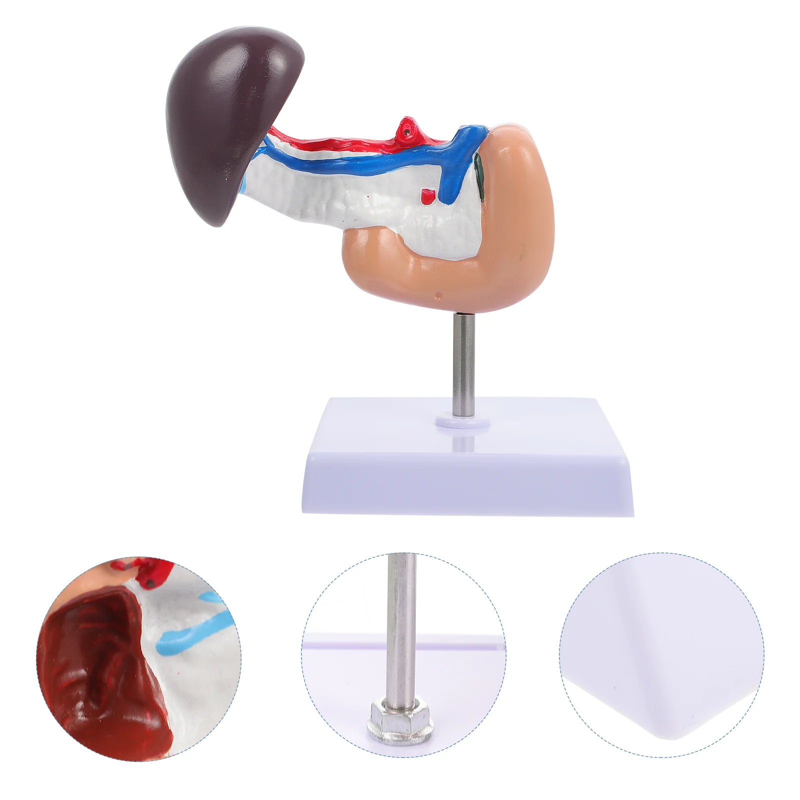 

Pancreas Spleen Liver Duodenum Human Body Anatomy Model Teaching Resource