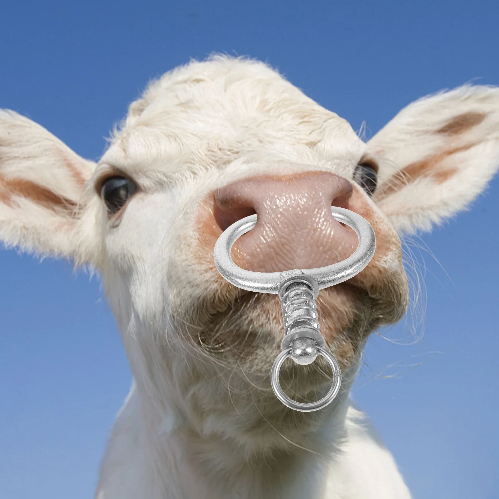 

2 Pcs Nose Ring Cow Accessories Traction Circle Clamp Equipment Decorative Cattle Accessory Stainless Steel